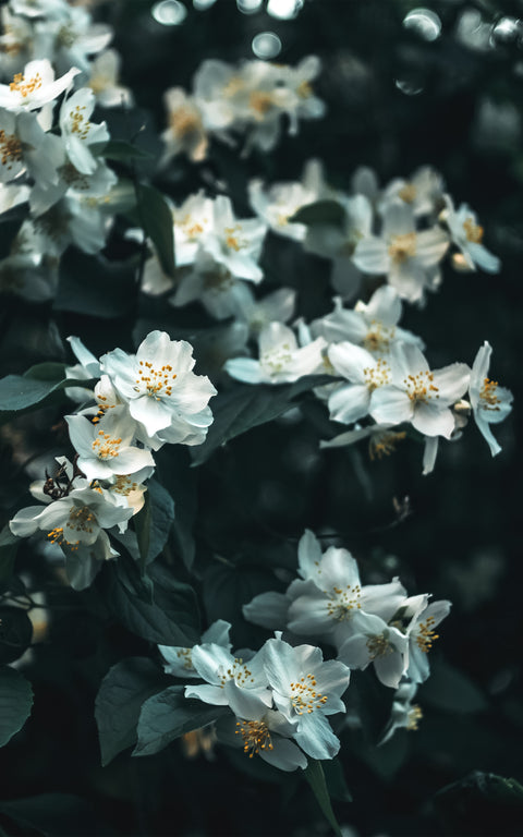 N°16 – Thé vert BIO – Jasmin & rose