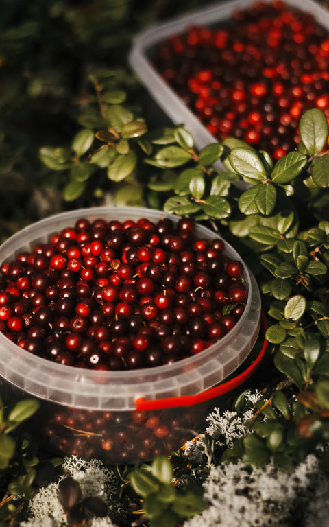 N°12 – Infusion fruitée BIO – Cranberry & pêche